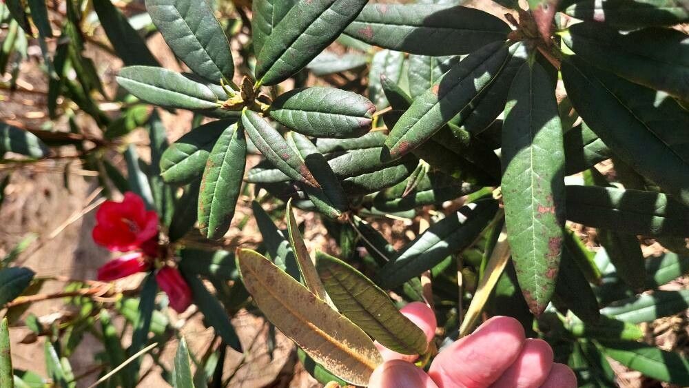 Rhododendron floccigerum leaf