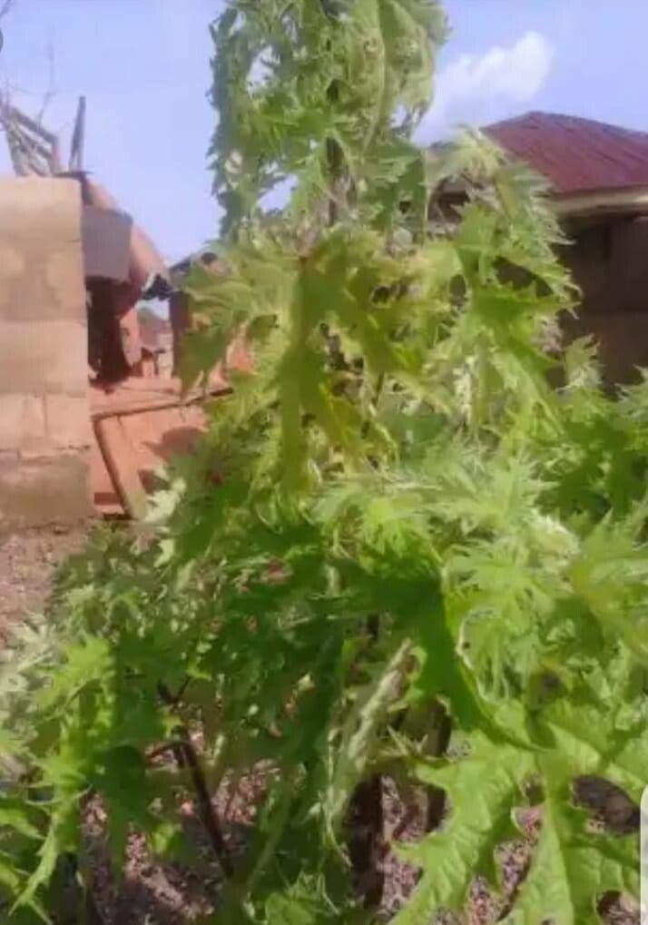 Urera laciniata — related species from the same genus