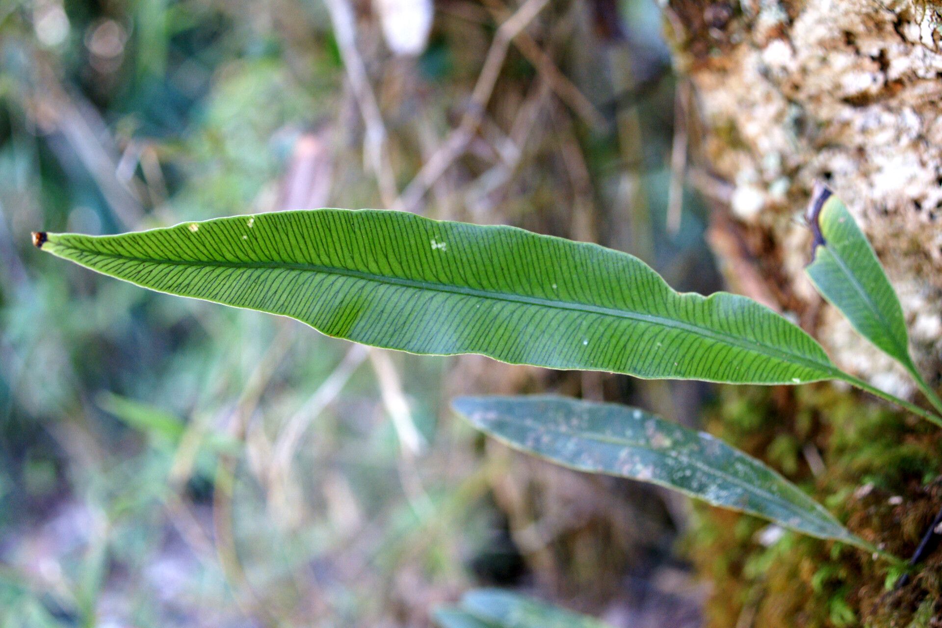 Elaphoglossum sinensiumbrarum — houseplant care guide