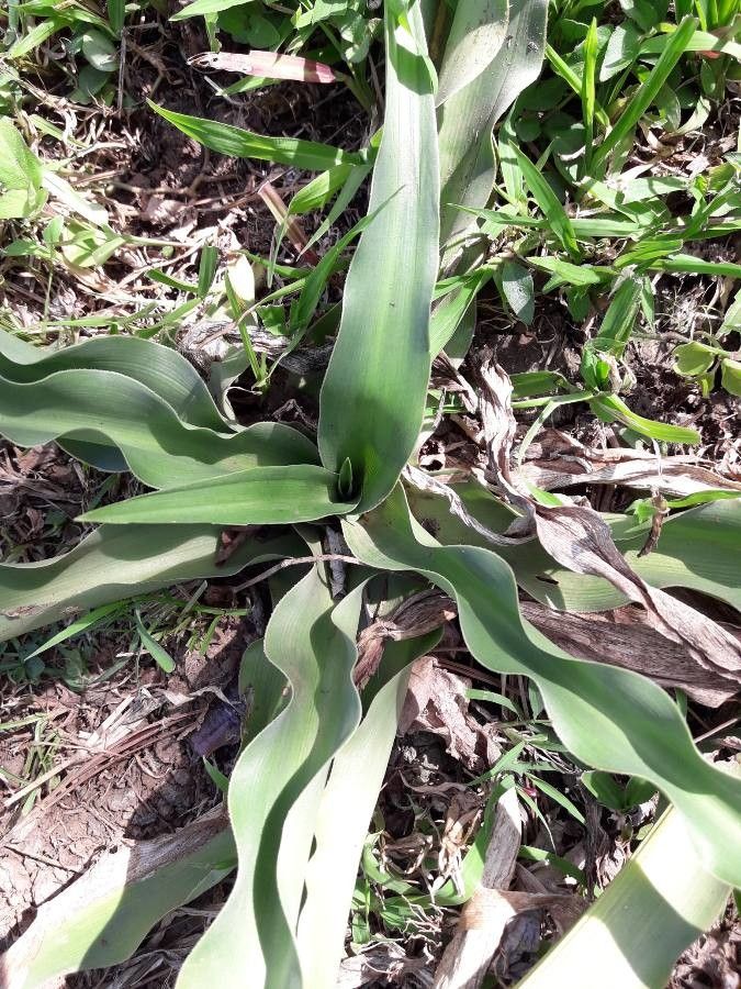 Manfreda virginica leaf