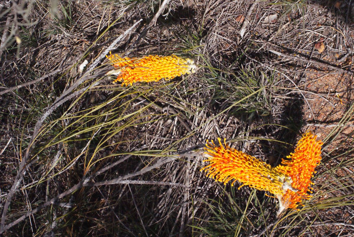 Grevillea excelsior habit