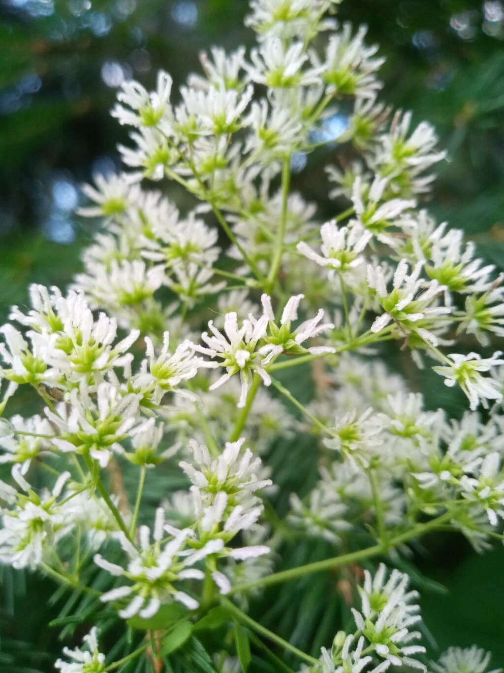 Thalictrum dasycarpum flower