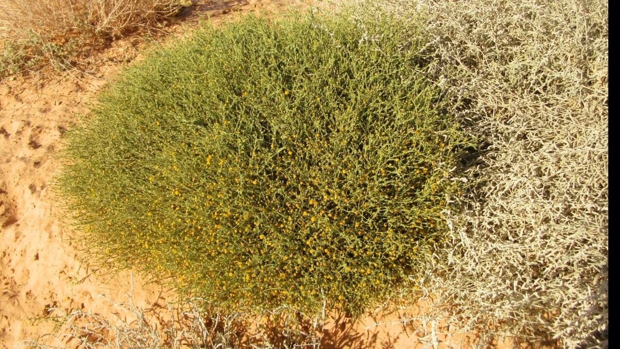 Pulicaria undulata habit