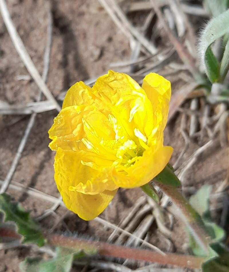 Oenothera odorata flower