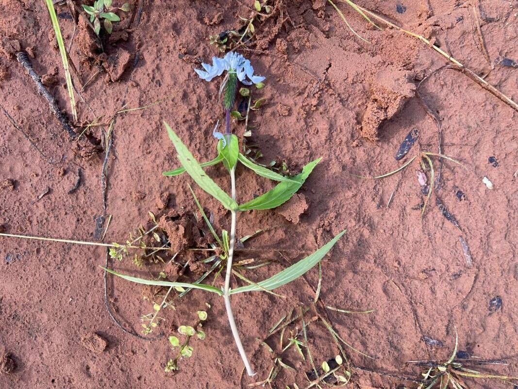 Coleus scruposus flower