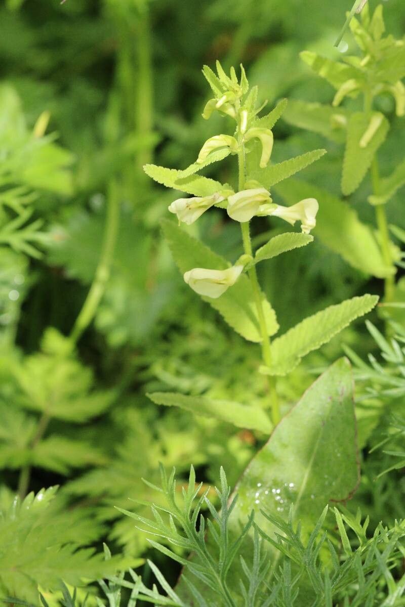 Pedicularis yezoensis flower