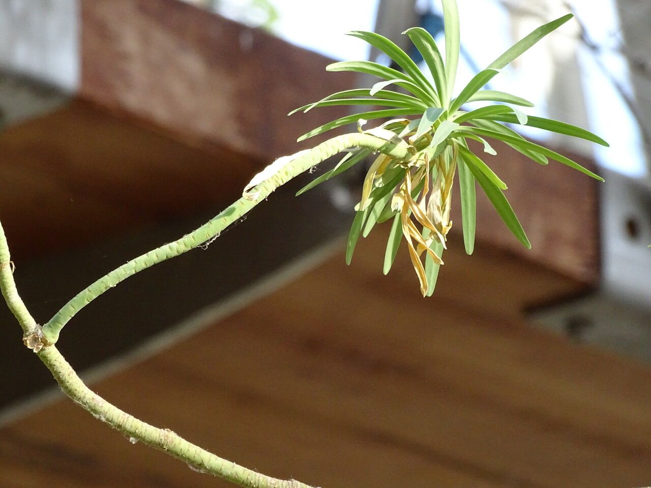 Euphorbia lamarckii leaf
