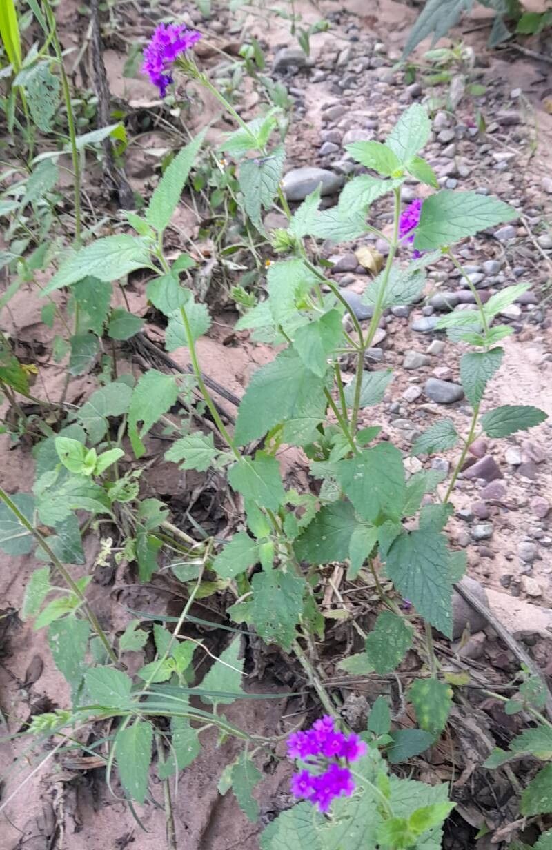 Verbena scrobiculata habit