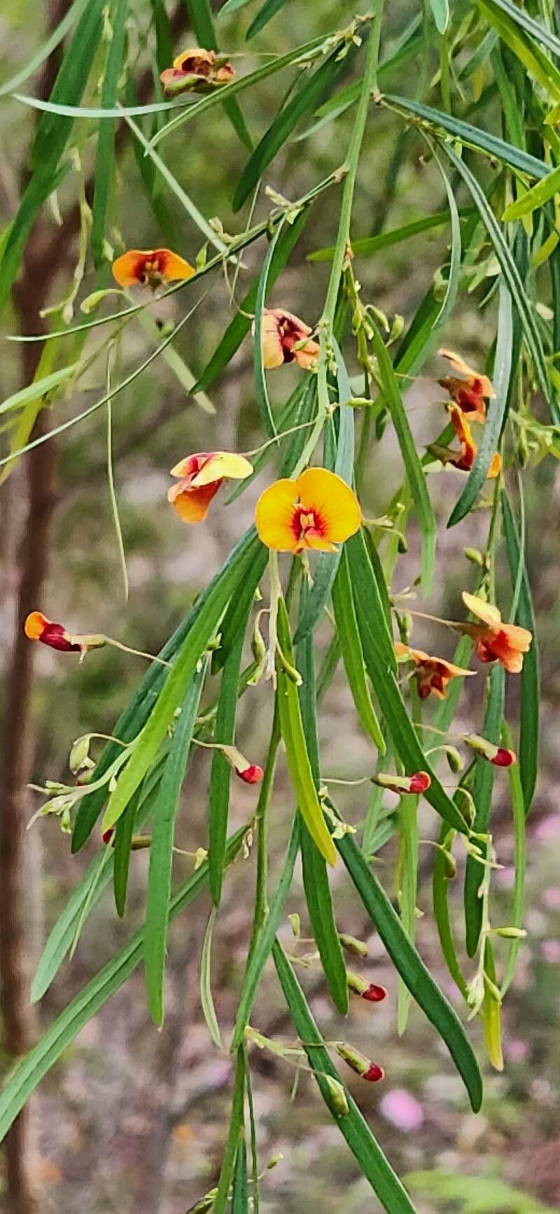 Bossiaea linophylla flower