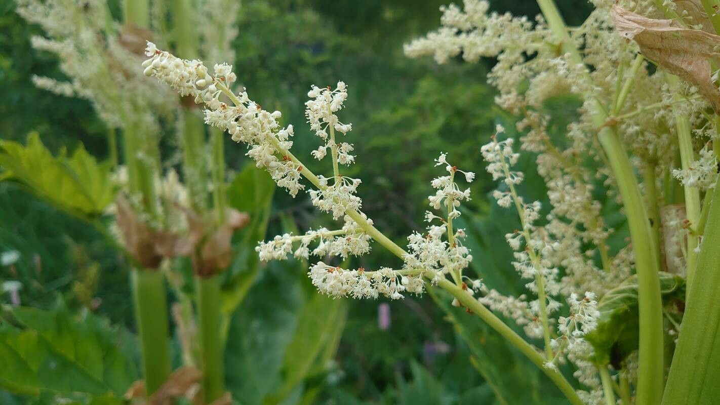 Rheum palmatum flower