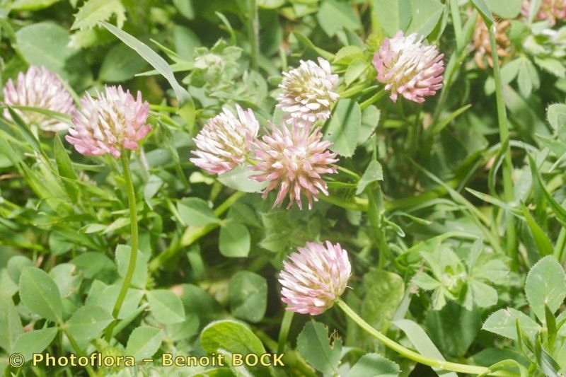 Trifolium isthmocarpum habit