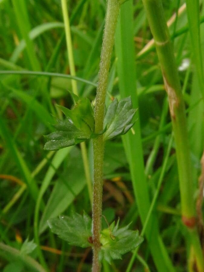 Euphrasia nemorosa leaf