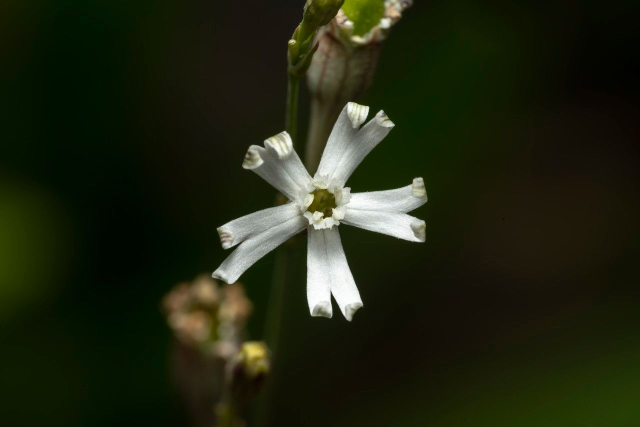 Silene echinospermoides flower