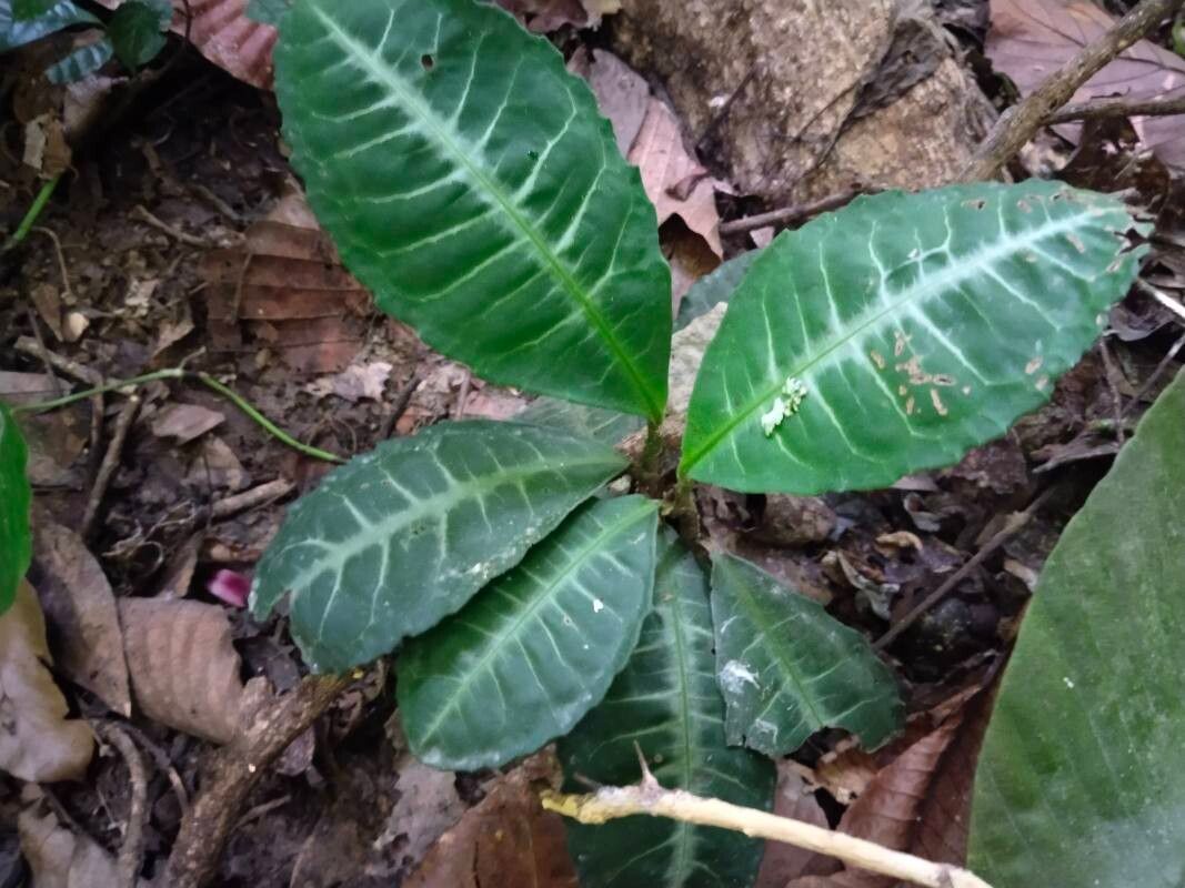 Ardisia griffithii leaf