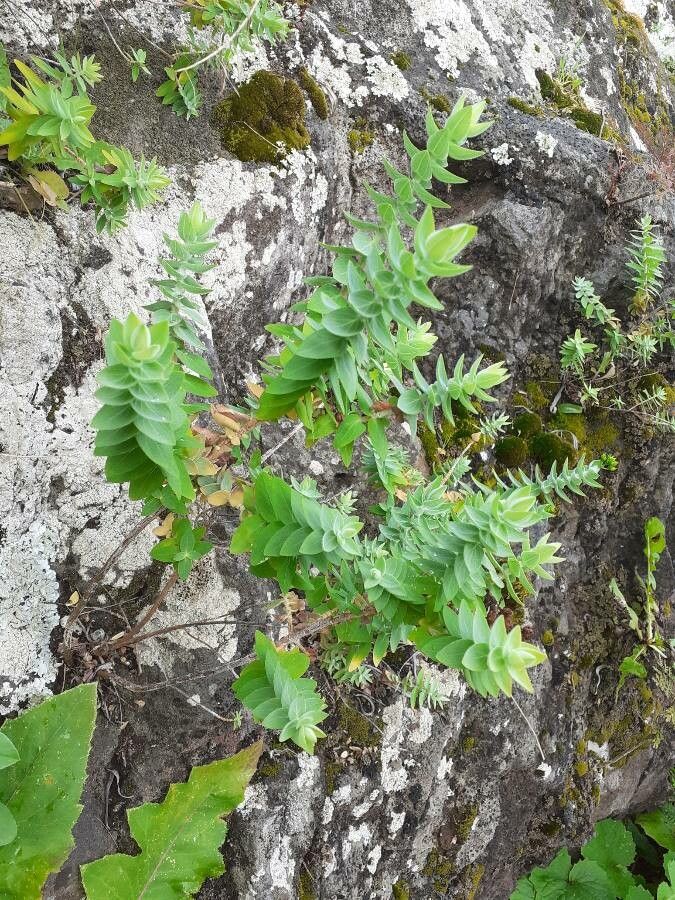 Hypericum reflexum habit