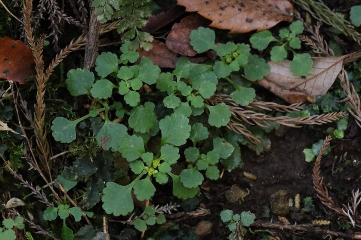 Chrysosplenium maximowiczii flower