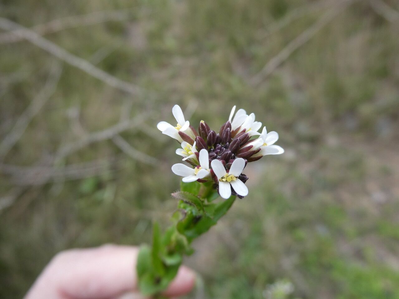 Arabis planisiliqua flower