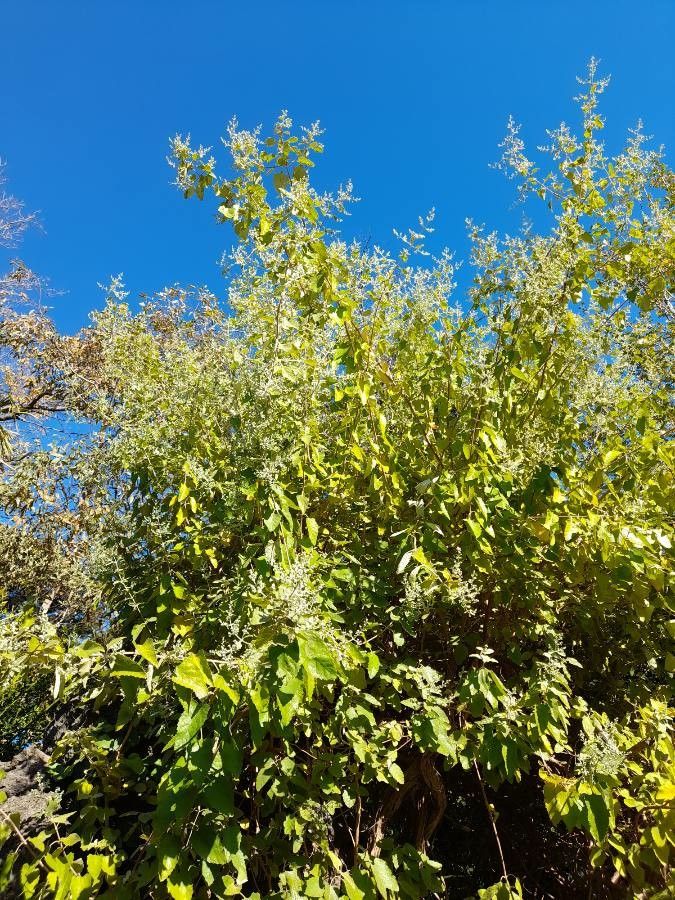 Buddleja dysophylla habit