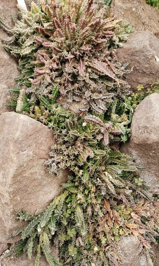 Huernia confusa habit