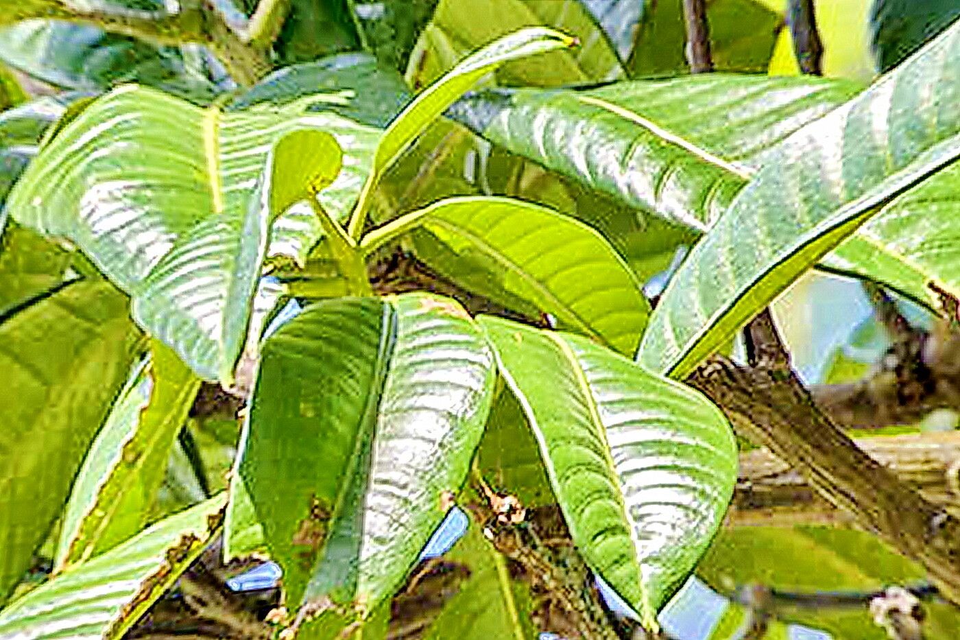 Mangifera magnifica — houseplant care guide