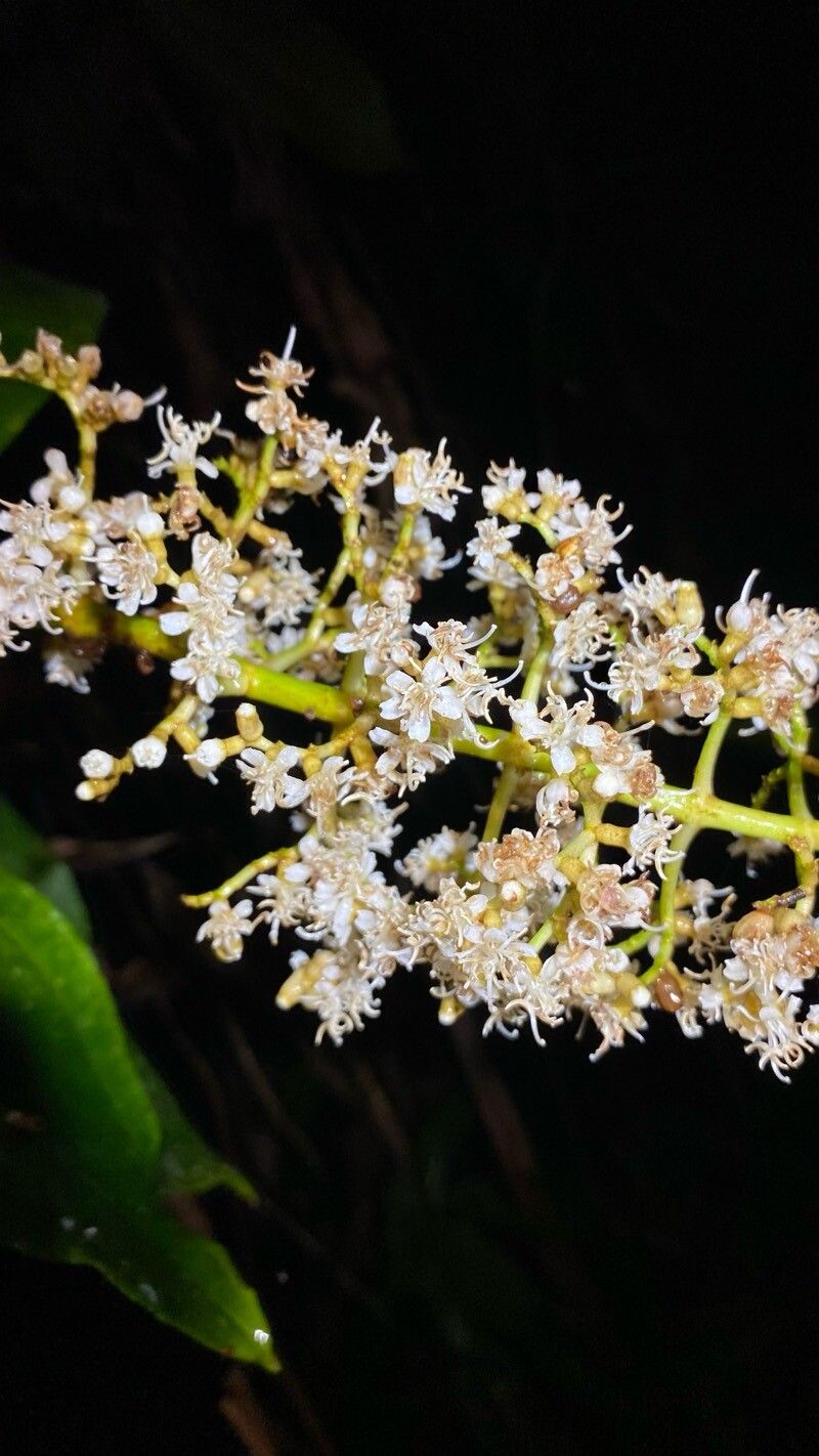 Miconia povedae flower