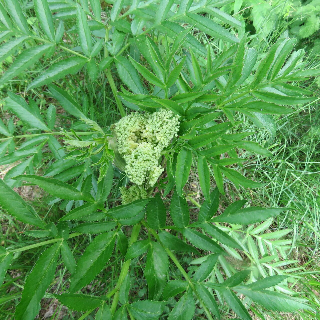 Angelica razulii flower