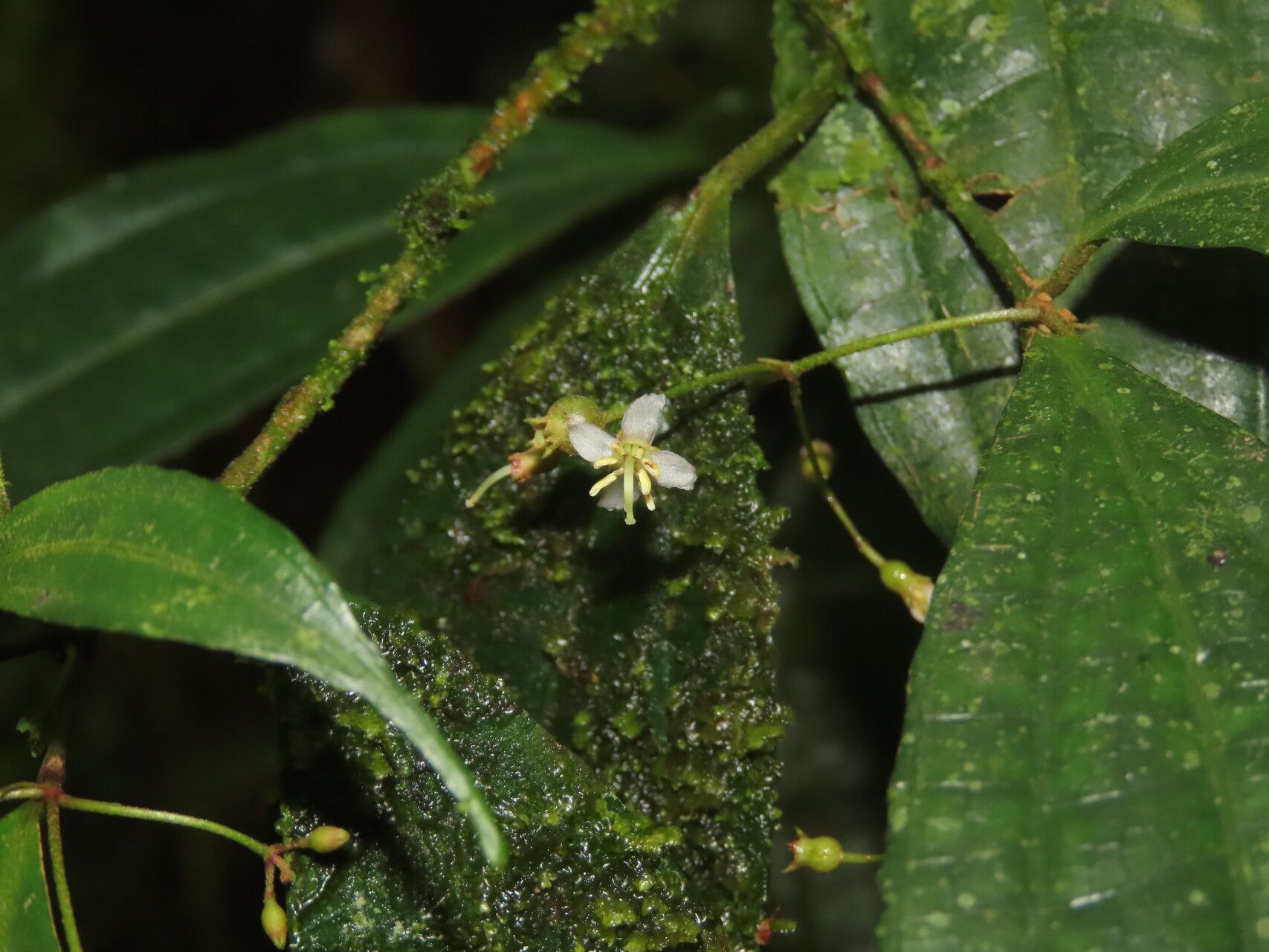 Miconia silviphila flower