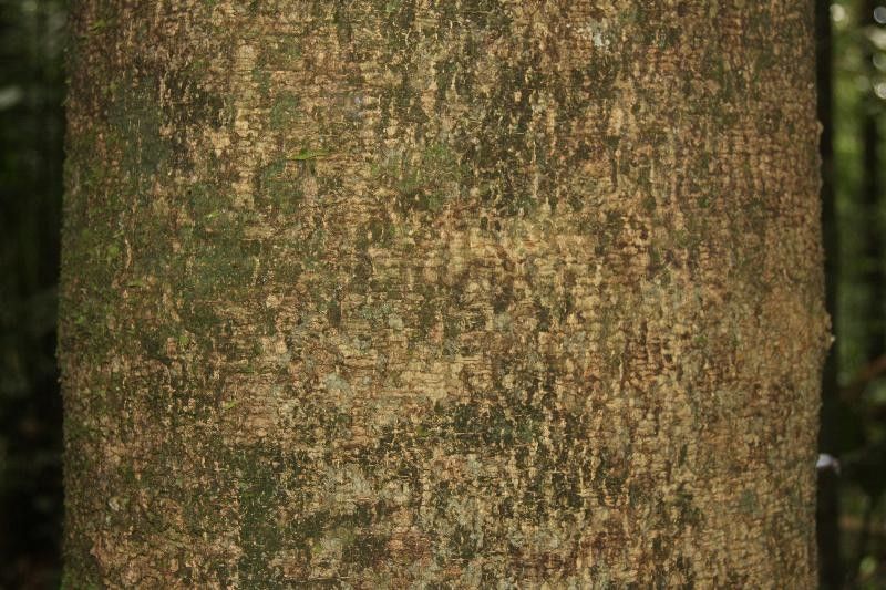 Enterolobium oldemanii — search result for 'Enterolobium'