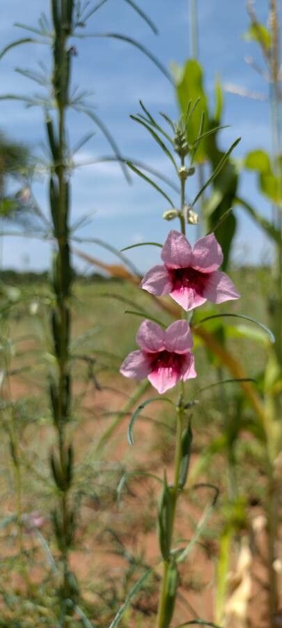 Sesamum alatum flower