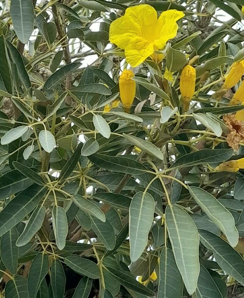 Tabebuia aurea leaf