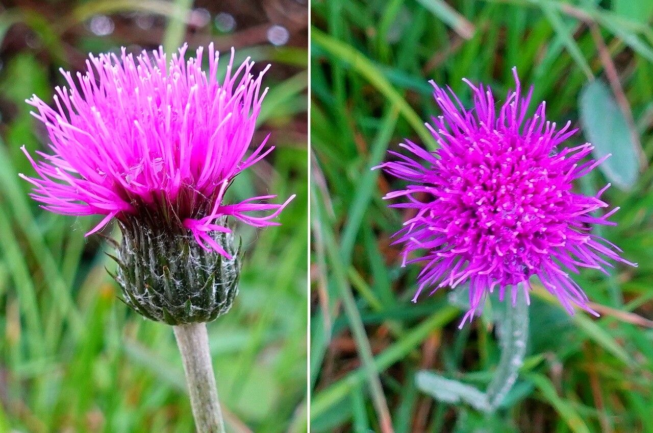 Cirsium dissectum flower