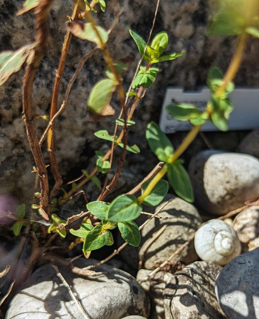 Origanum acutidens leaf