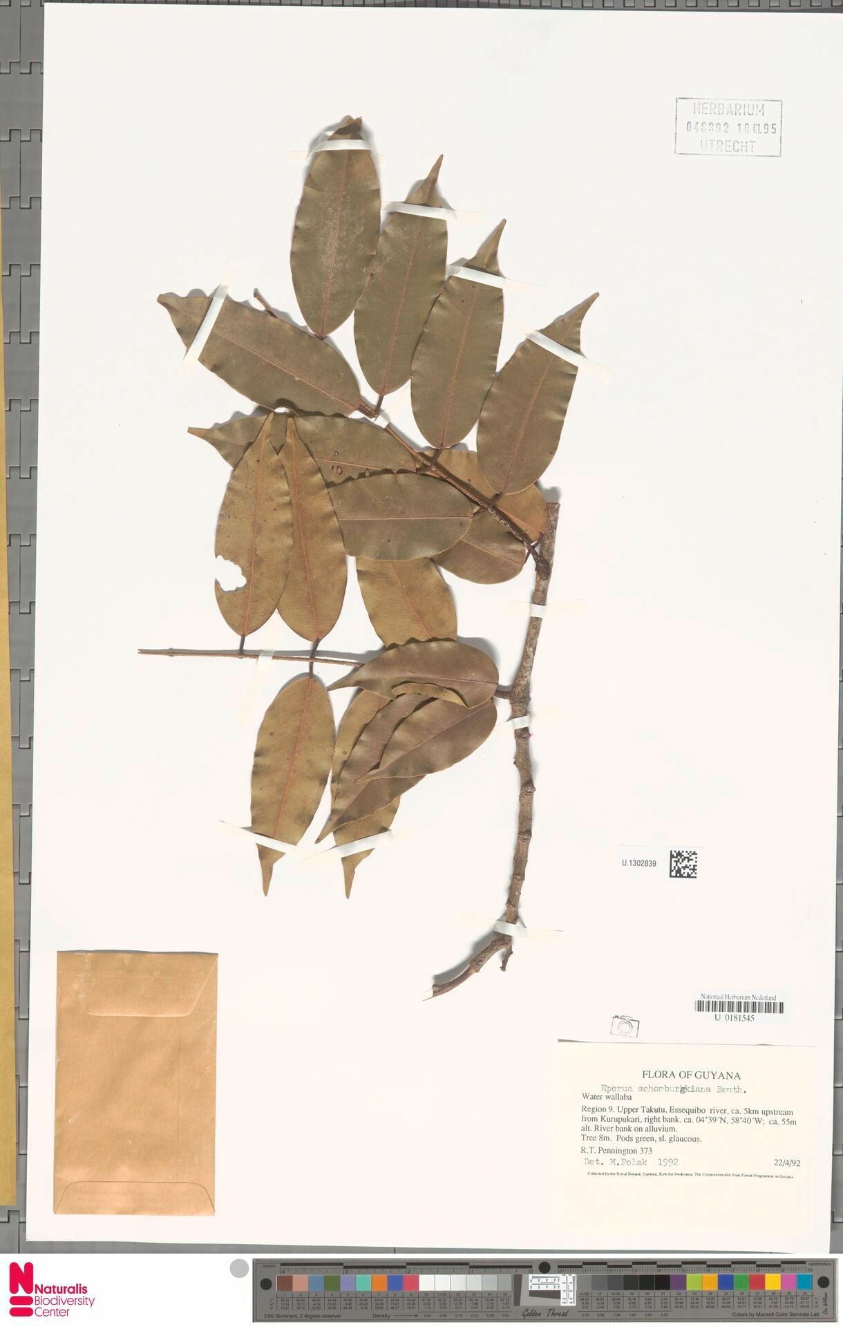 Eperua schomburgkiana leaf