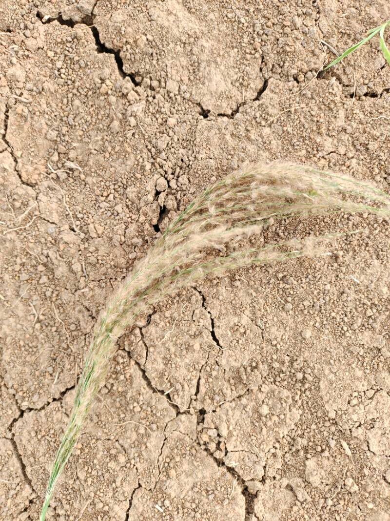 Digitaria insularis flower