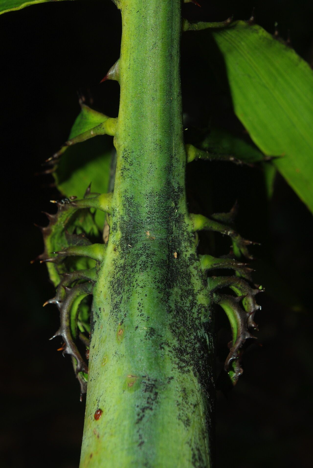 Eremospatha barendii bark