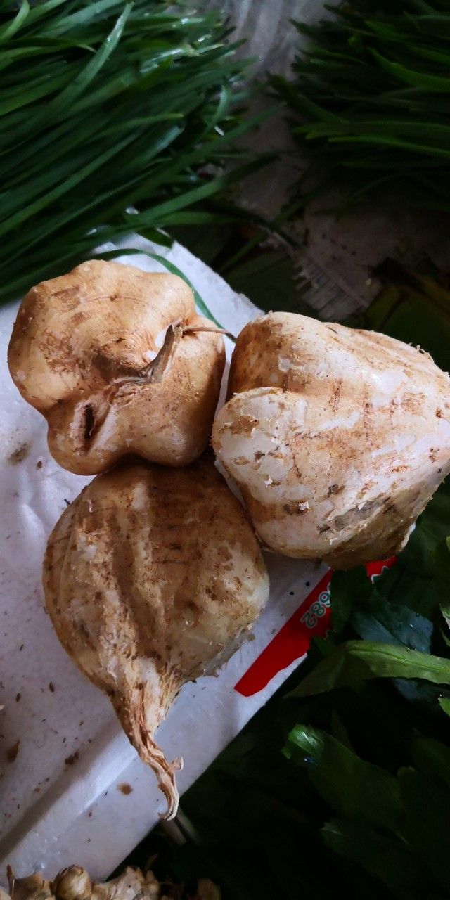 Pachyrhizus erosus fruit