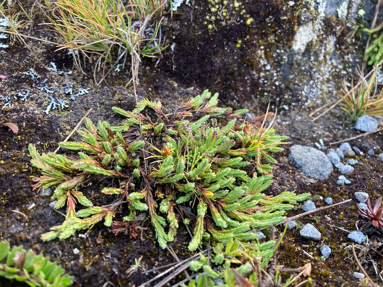Hypericum selaginella habit