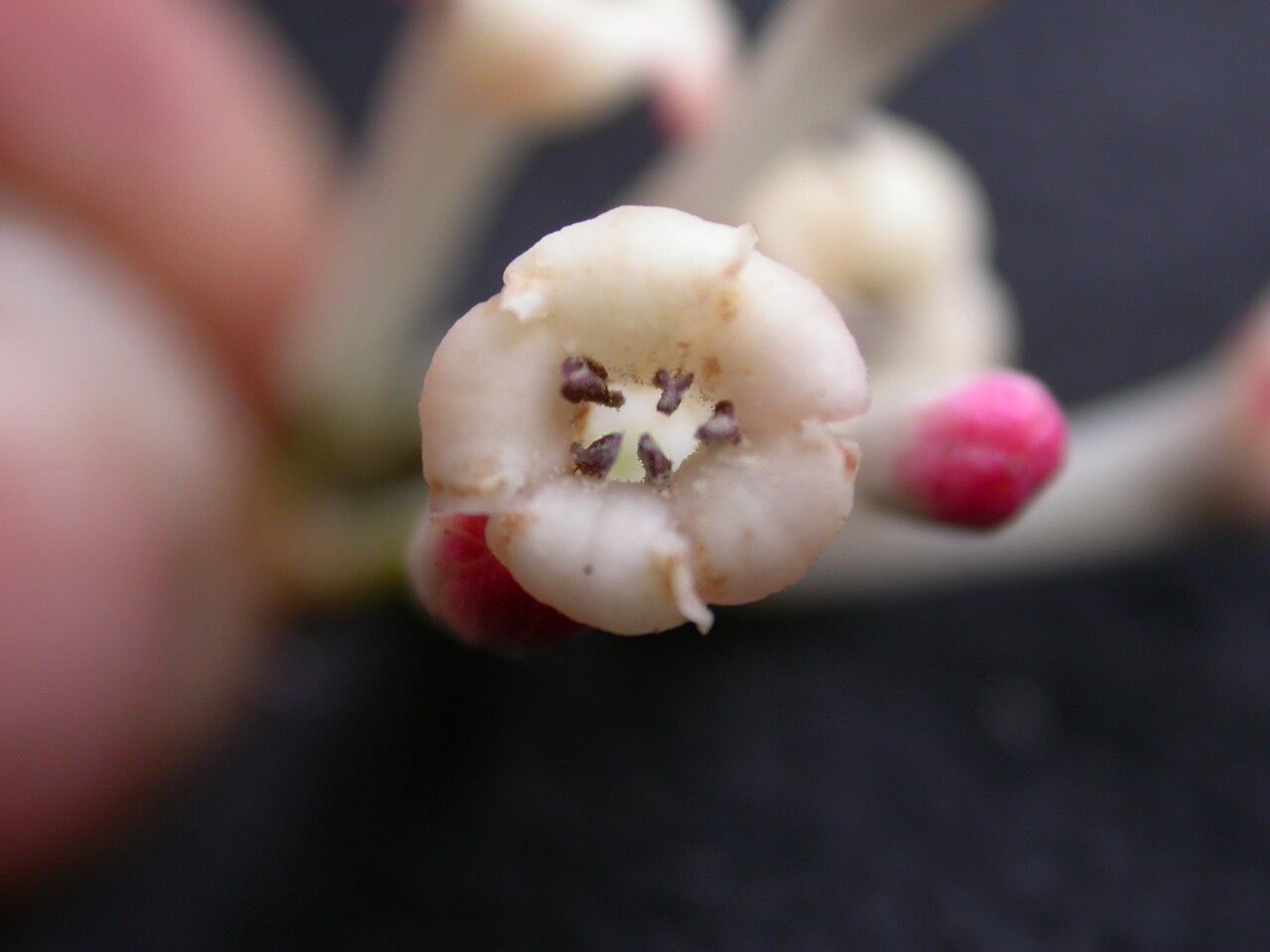 Viburnum erubescens — search result for 'Viburnaceae'