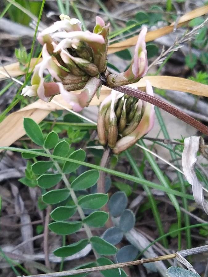 Astragalus spruneri — houseplant care guide