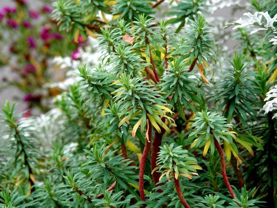 Euphorbia dendroides — cold hardy houseplant