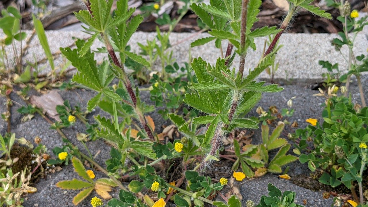 Potentilla hirta — search result for 'Potentilla'
