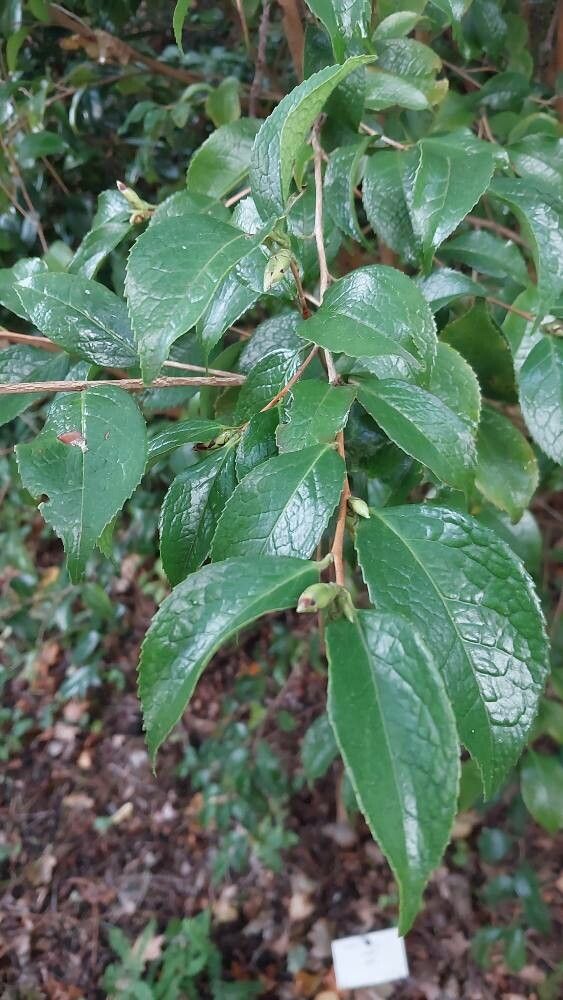 Camellia grijsii — search result for 'Camellia'