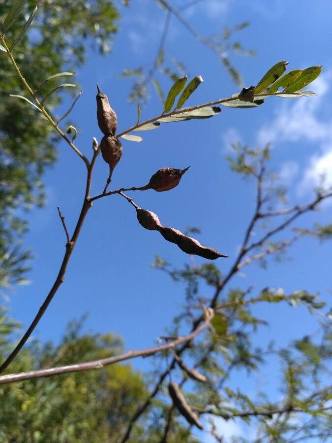 Sesbania virgata fruit