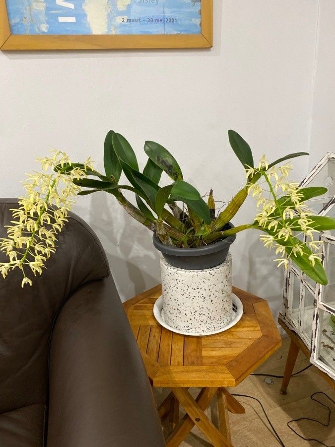 Dendrobium speciosum leaf