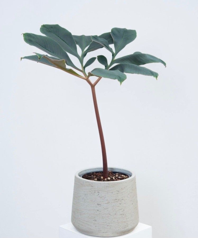 Amorphophallus atroviridis — search result for 'Amorphophallus'