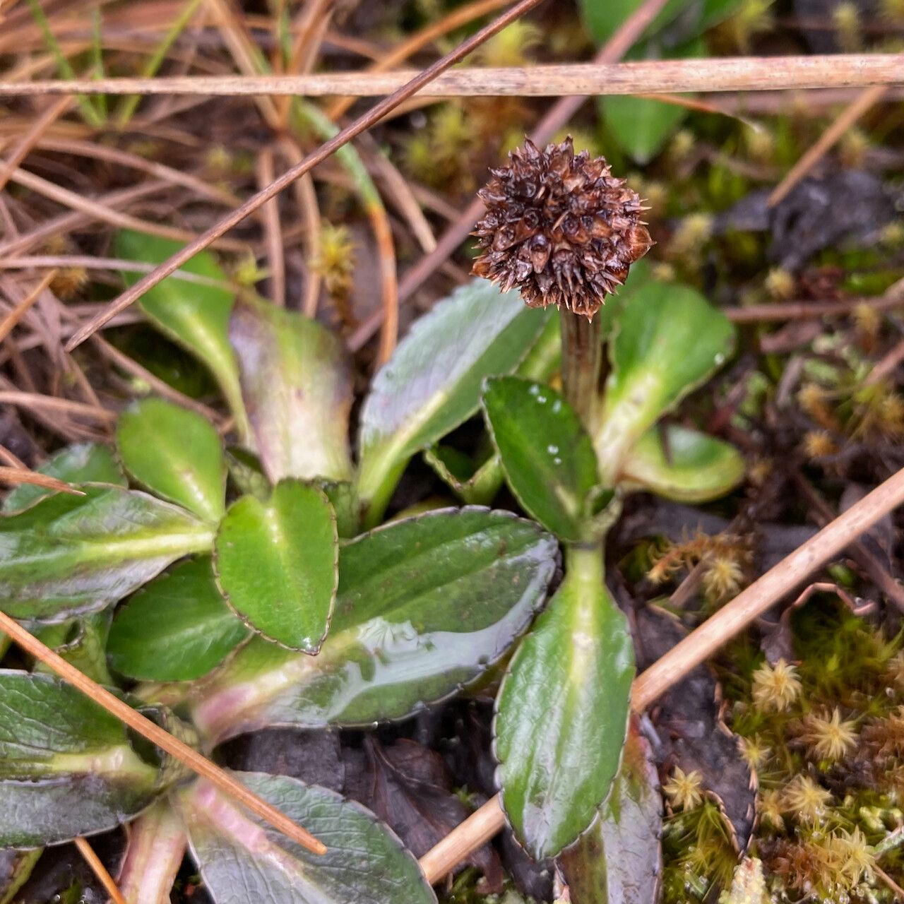 Eryngium humile flower