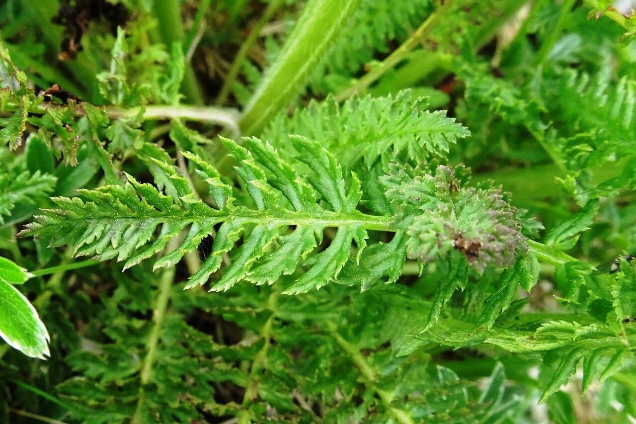 Pedicularis comosa — search result for 'Pedicularis'