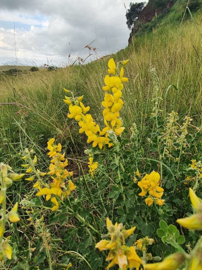 Crotalaria chrysochlora flower