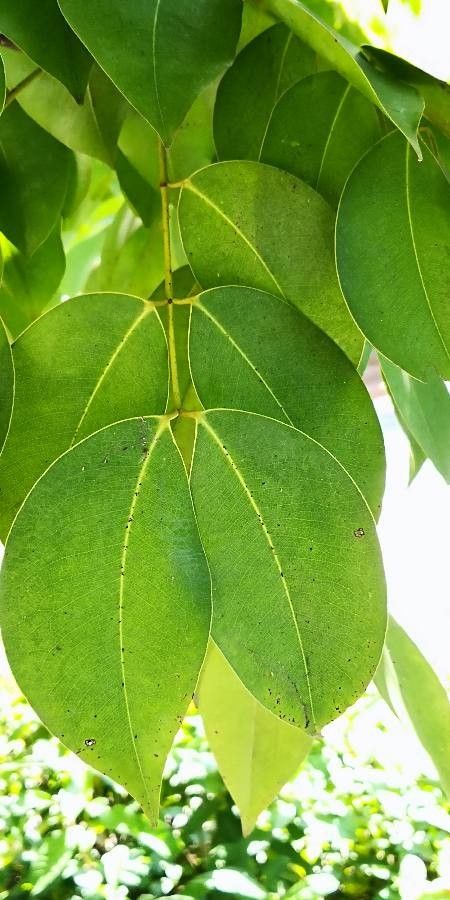 Sindora tonkinensis — houseplant care guide