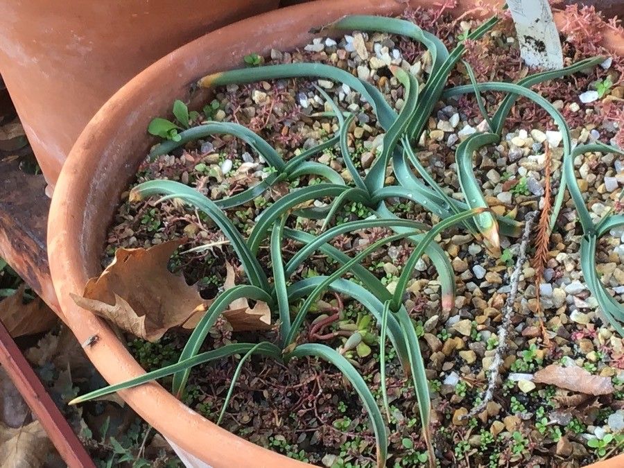 Muscari spreizenhoferi — search result for 'Muscari'